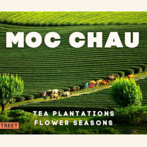 Postcard : Moc Chau